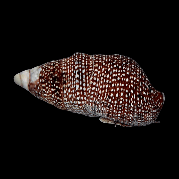 Cerith Snail