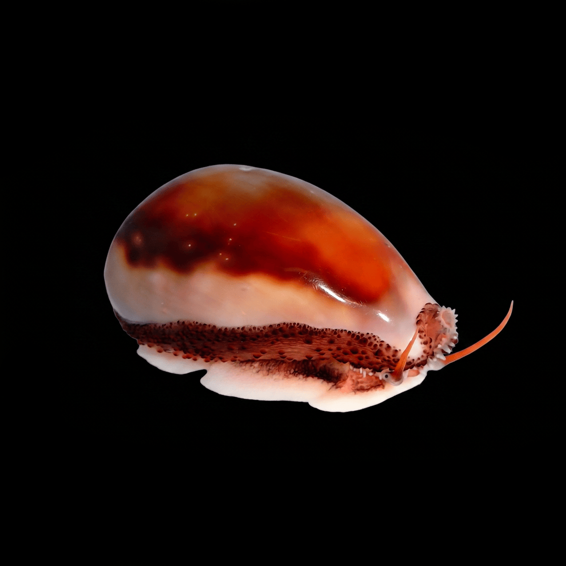 Chestnut Cowrie Snail