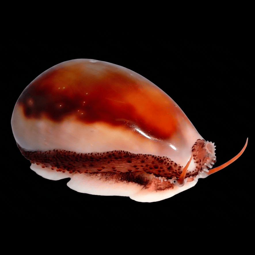 Chestnut Cowrie Snail