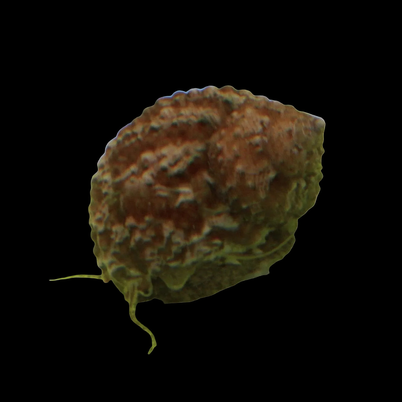 Chestnut Snail