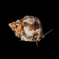 Chestnut Snail