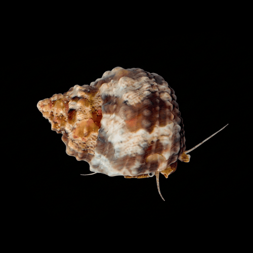 Chestnut Snail