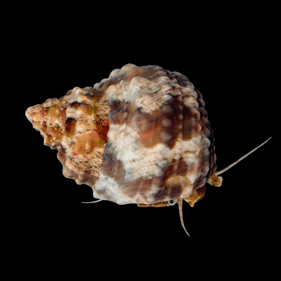Chestnut Snail