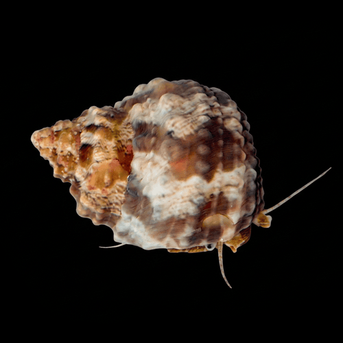 Chestnut Snail