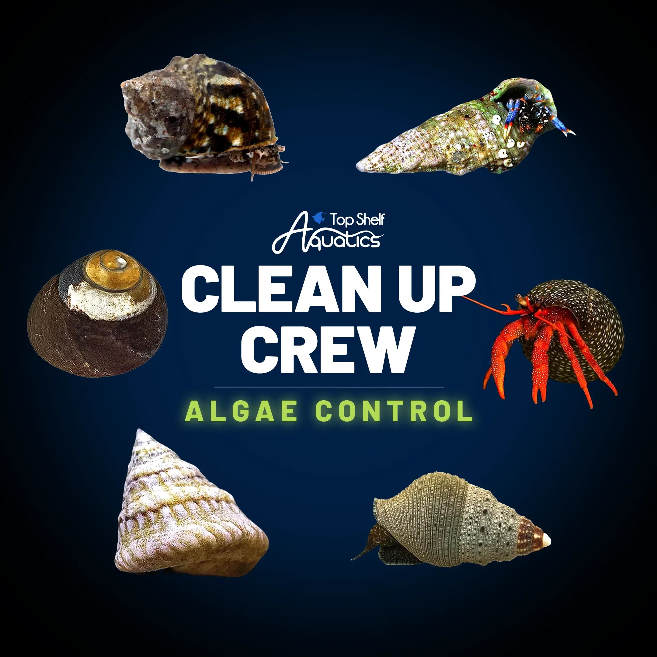 Cleaner Crew Insects Clean Up Crew Invertebrate Pack – Algae Control – Top Shelf Aquatics