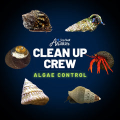 Collonista Snail - Reef Genetics – Top Shelf Aquatics Collonista Snail - Reef Genetics – Top Shelf Aquatics