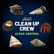 Clean Up Crew Invertebrate Pack – Algae Control