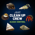 Clean Up Crew Invertebrate Pack – Algae Control