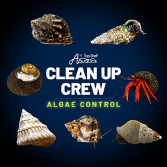 Clean Up Crew Invertebrate Pack – Algae Control