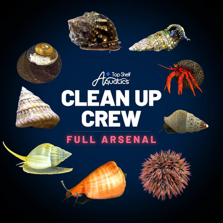 Clean Up Crew Invertebrate Pack – Full Arsenal