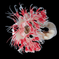 Coco Worm Feather Duster