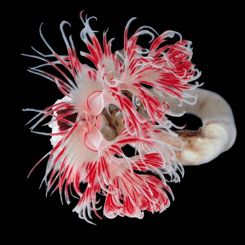 Coco Worm Feather Duster