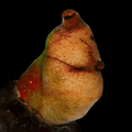 Colored Mini Tunicate - Aquacultured