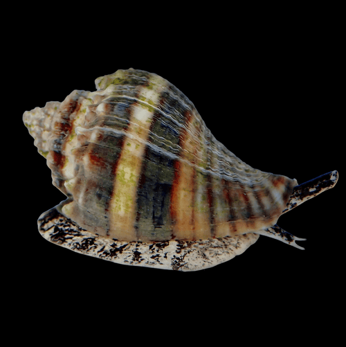 Crown Conch