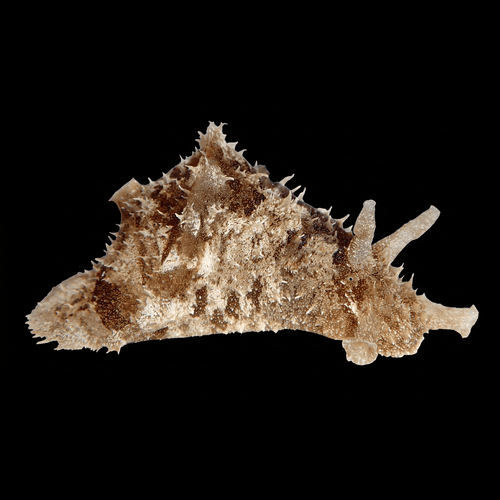 Dolabella Sea Hare