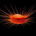 Electric Flame Scallop