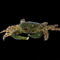 Emerald Crab