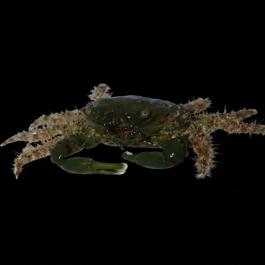Emerald Crab