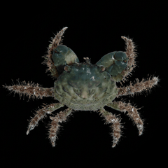 Emerald Crab