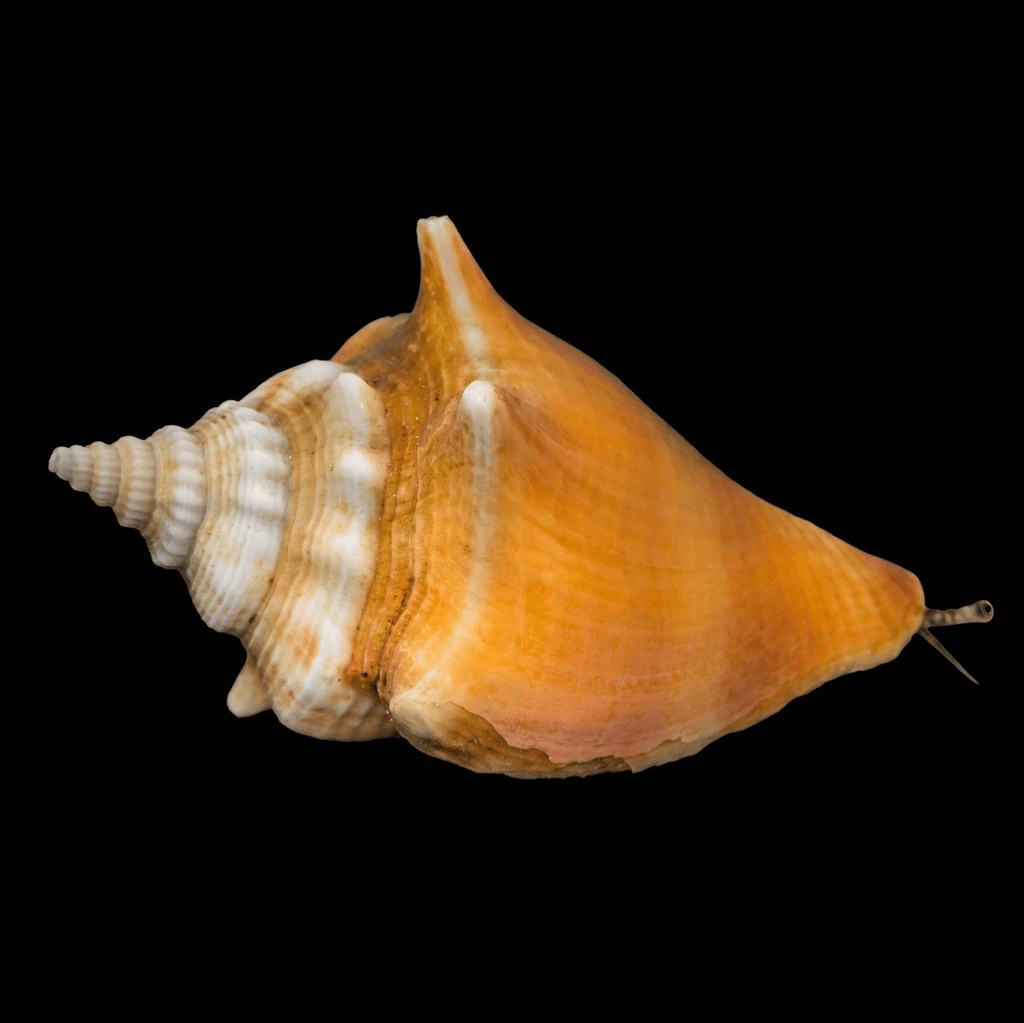 Fight Conch Fighting Conch – Strombus/Lobatus sp. – Top Shelf Aquatics