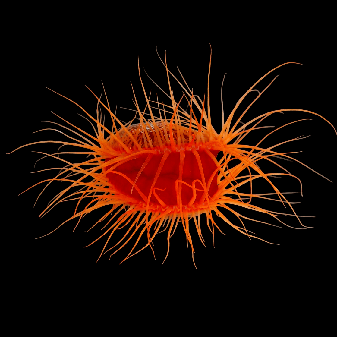 Flame Scallop