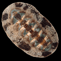 Fuzzy Chiton