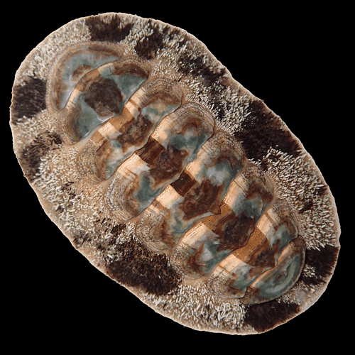 Fuzzy Chiton