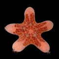 Granulated Starfish