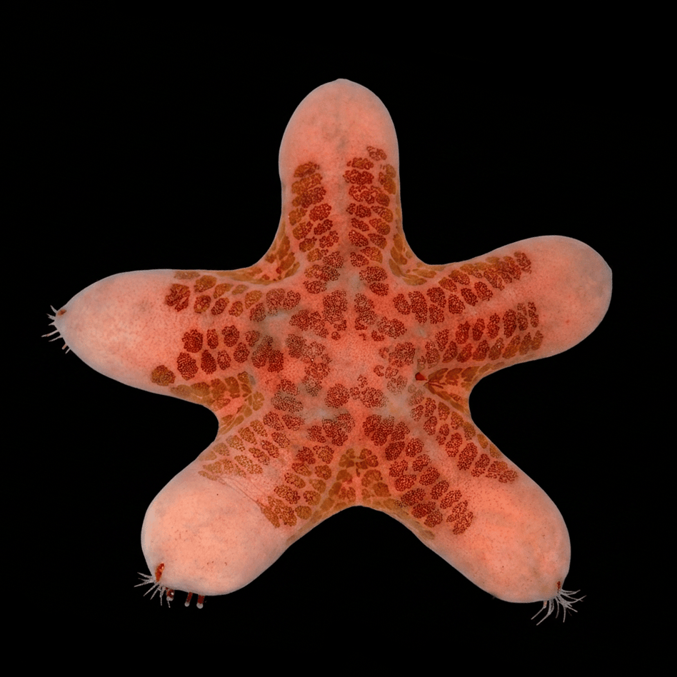 Granulated Starfish