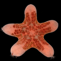 Granulated Starfish