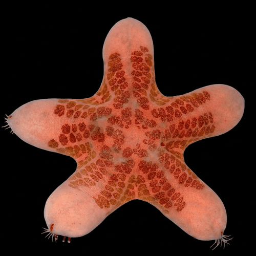 Granulated Starfish
