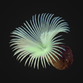 Green-Yellow Feather Duster