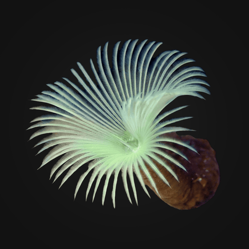 Green-Yellow Feather Duster