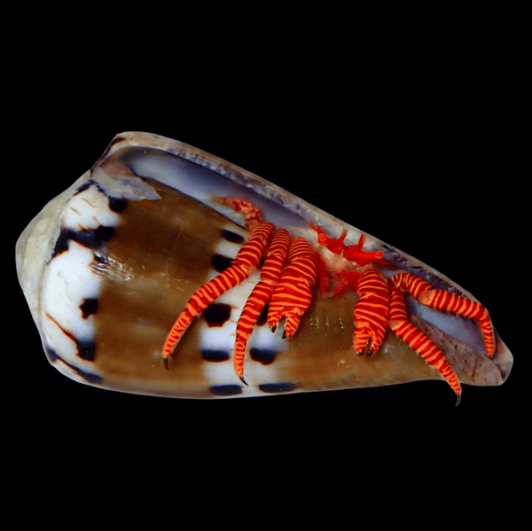Halloween Hermit Crab