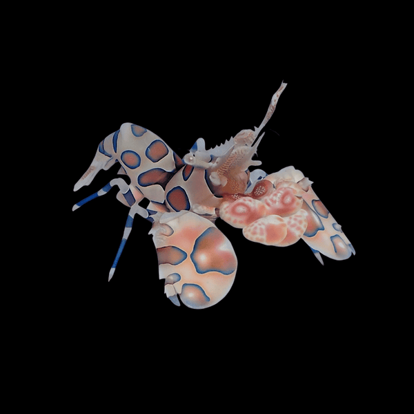 Harlequin Shrimp