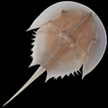 Horseshoe Crab
