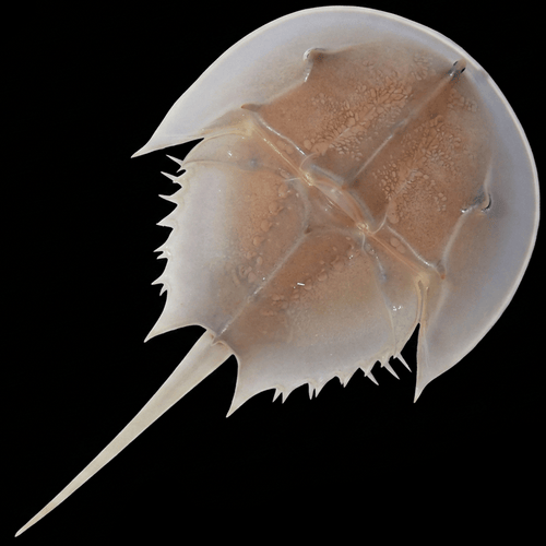 Horseshoe Crab