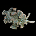 Lettuce Nudibranch