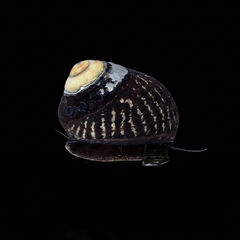 Margarita Snail