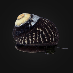Margarita Snail