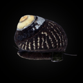 Margarita Snail