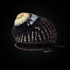 Margarita Snail