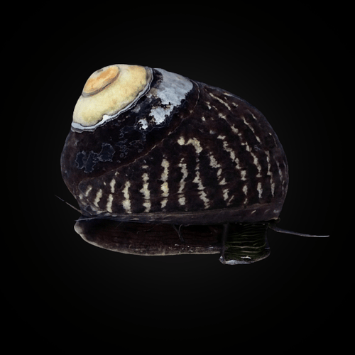 Margarita Snail