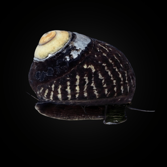 Margarita Snail