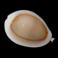 Money Cowrie