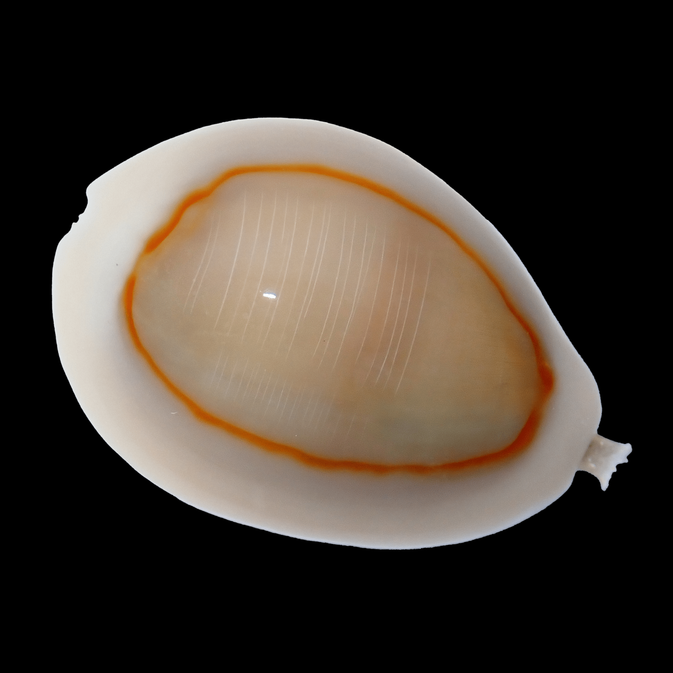 Money Cowrie