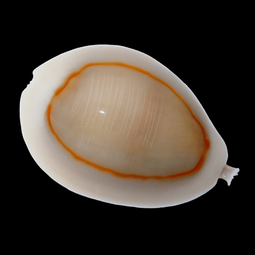 Money Cowrie