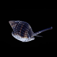 Nassarius Snail