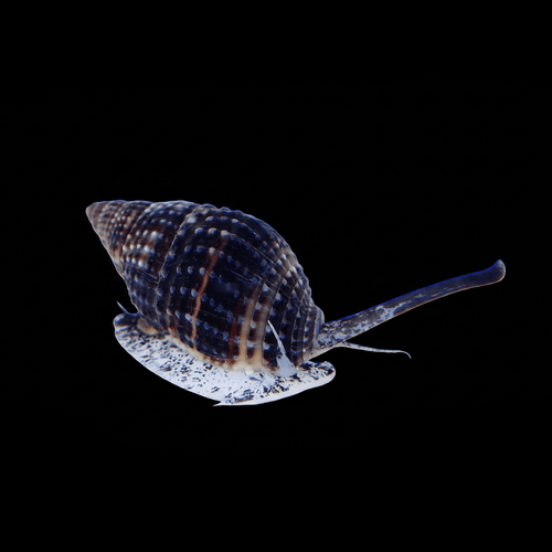 Nassarius Snail