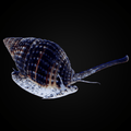 Nassarius Snail